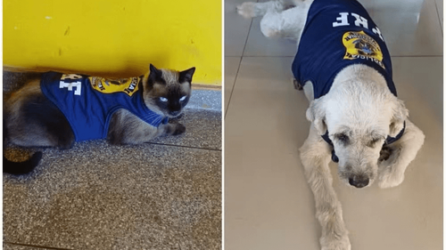 Dupla de respeito: Inspetorzinho e Inspetorinha viram mascotes da PRF no Amapá