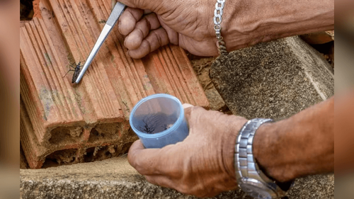 Doença de Chagas: Seis casos são confirmados na Zona Sul de Macapá