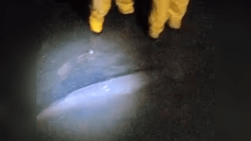 Final feliz!: Mamãe e filhote de boto voltam à natureza depois de encalharem na orla de Macapá