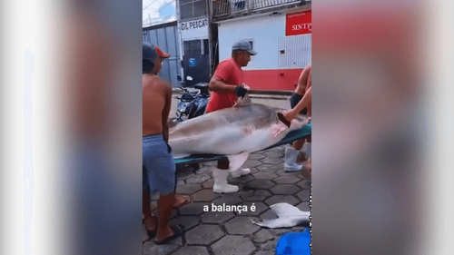 Gigante: Pescadores da Amazônia fisgam 'peixão' de mais de 150 quilos