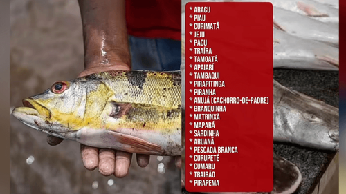 Pesca restrita: Amapá entra no período de defeso; Saiba quais espécies estão proibidas 