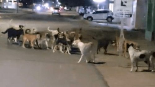 Santana: Turma dos 'caramelos' toma conta de rua e moradores denunciam risco de acidentes 