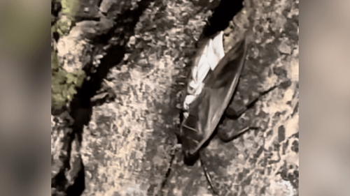 Você tem medo?: Depois da chuva, baratas d’água invadem praça de Macapá