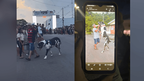 Grandão: Conheça Sansão, o pet de 2 metros que ‘parou tudo’ na Corrida do Bope