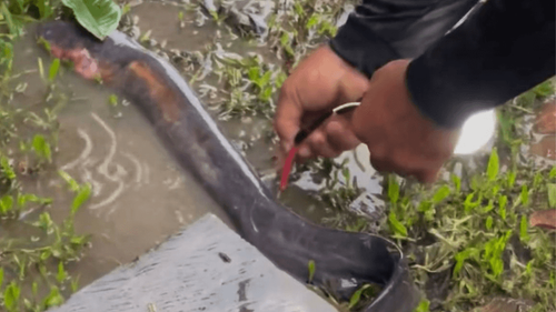 Invenção perigosa: Homem se arrisca e usa poraquê para acender lâmpada, na Amazônia