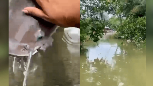 Doguinho aquático?: Bagres surpreendem ao agir como pets em igarapé da Amazônia