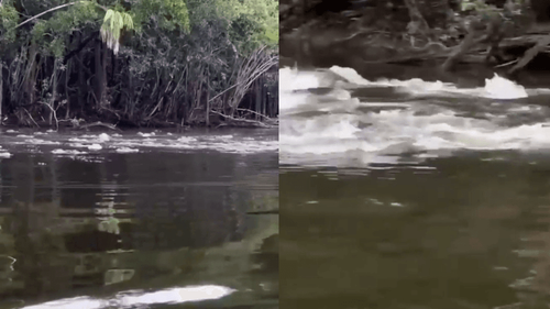 Vai um banho aí?: Pescador descobre lagoa recheada de ‘lacostes’ gigantes na Amazônia