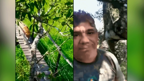 Encontro perigoso: Homem escala árvore e escapa de onça-pintada