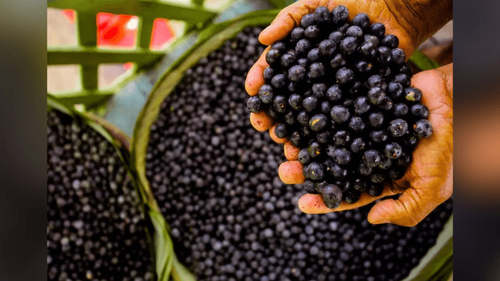 O açaí é nosso: Nova lei impede que empresas estrangeiras se apropriem do ‘roxinho’