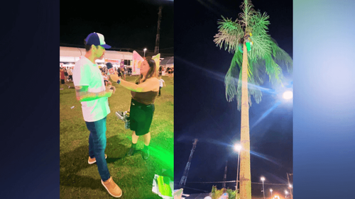 Robô Peconheiro: ‘Açaí Bot’ extrai 200 cachos de açaí por dia