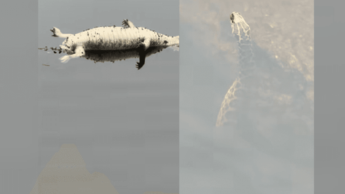 Flagra selvagem: Homem encontra jacaré, jararaca e peixes reunidos em rio 'calminho'