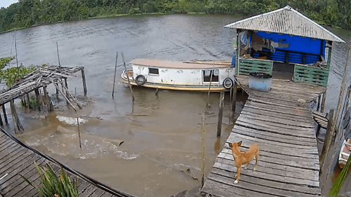 Que susto: Caramelo pula na carreira após barco atropelar casa ribeirinha