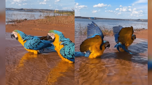 Que calor: Araras tomam banho de igarapé para se refrescar. Vem ver!