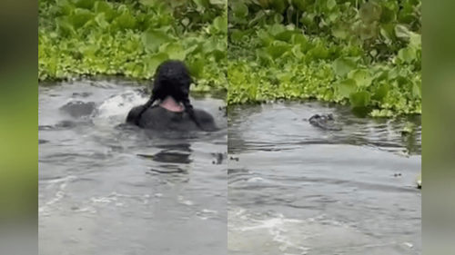 Paz? Aqui não: Garota mergulha e dá de cara com ‘lacoste’