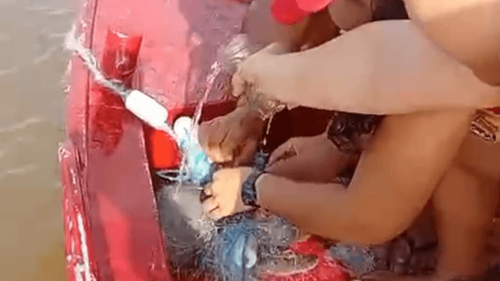 Final feliz: Filhote de boto preso em rede de pesca é salvo por bombeiros, em Macapá
