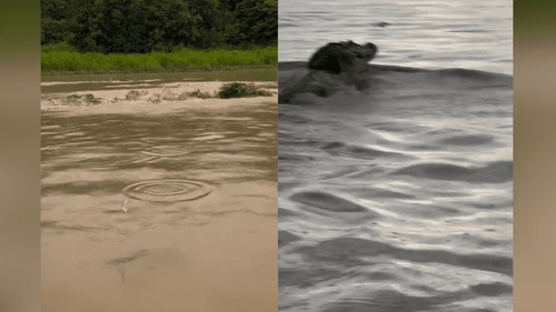 Teste pra cardíaco?: Turistas registram passeio em um lago com mais de 30 mil jacarés