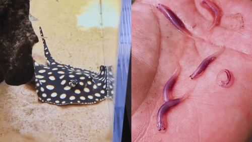 Não é só na Austrália: Conheça os bichos mais letais e incríveis do Brasil