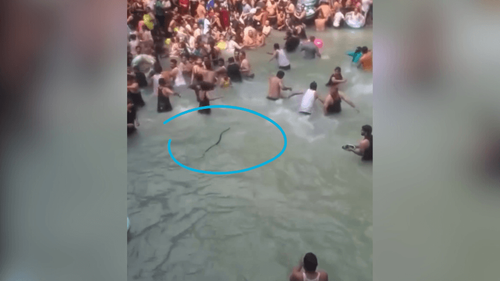 Fuga dupla: Banhistas correm da cobra e cobra corre dos banhistas