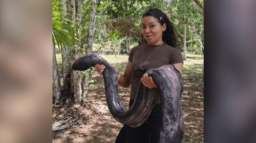 Poraquê no prato?: Influencer mostra preparo de 'peixe elétrico'; captura da espécie é arriscada
