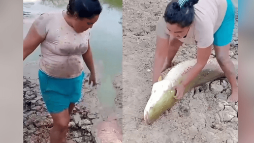 Imenso: Mulher leva barbatanada de pirarucu gigante e cai na gargalhada