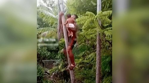 Tradição ou imprudência?: Homem sobe açaizeiro com bebê no colo e provoca debate