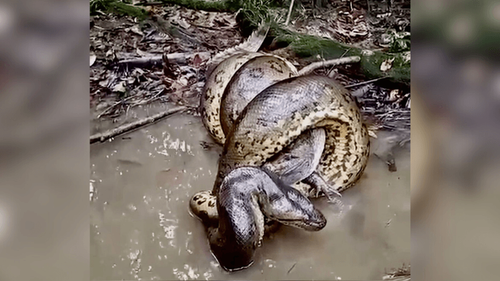 Sinistro: Pescador flagra ‘mata-leão’ do mundo animal