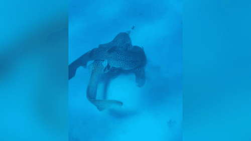 Cenas Quentes: Trisal de tubarões é flagrado em rapidinha no fundo do mar