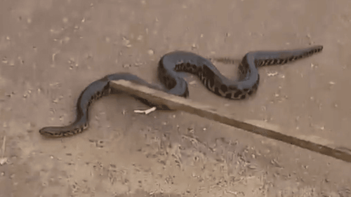 Filhote da cobra Sofia?: Moradores encontram serpente no meio da rua, em Macapá