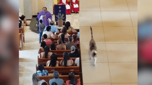 Momento fofura!: ‘Abençoa meu gato?’, pede menino durante missa