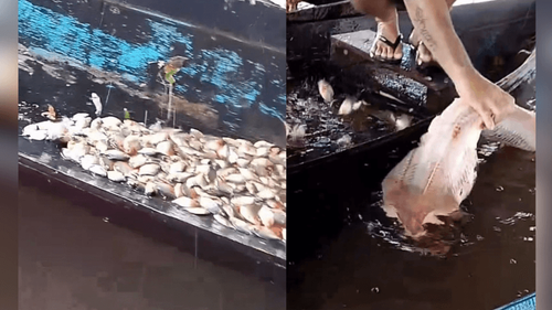 Almoço garantido: Técnica raiz usa carcaça como isca e rende captura 'tei tei' de piranhas