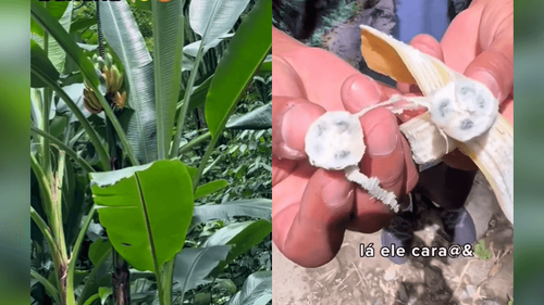 Banana verdadeira: Conheça a versão pura e sem alterações genéticas da fruta queridinha do Brasil