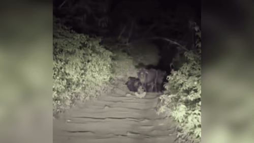 Visage na escuridão?: Motorista flagra figura misteriosa na estrada. Você seguiria viagem?