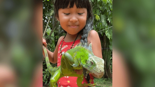 Fofura: Menininha indígena encanta a web ao apresentar o amigo ‘Calamelão’