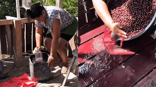 Sem tinta?: Influencer ribeirinha mostra preparo do açaí sem a tradicional cor ‘roxinha’