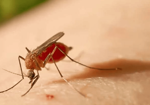 Febre Oropouche avança pelo Brasil: novos casos são registrados no AP