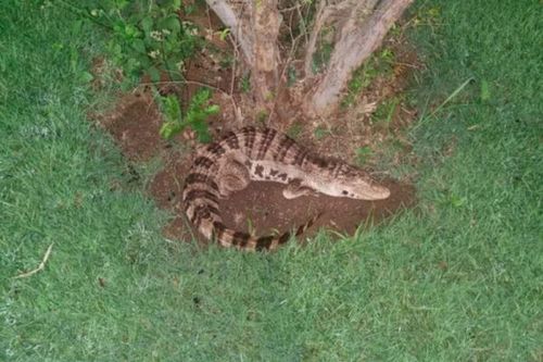 Jacaré de plástico: Acompanhe o resgate feito pela polícia ambiental em condomínio