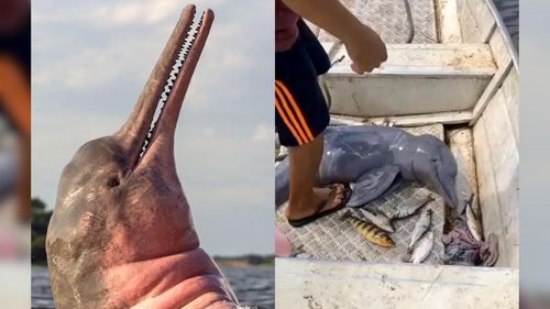 Livre pra Namorar!: Boto é devolvido ao rio e internautas brincam com fama de ‘pegador’