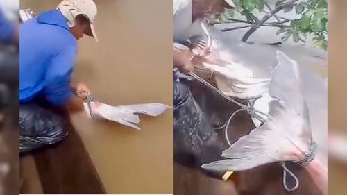 Um Peixão!: Pescadores da Amazônia impressionam ao domar ‘gigante’