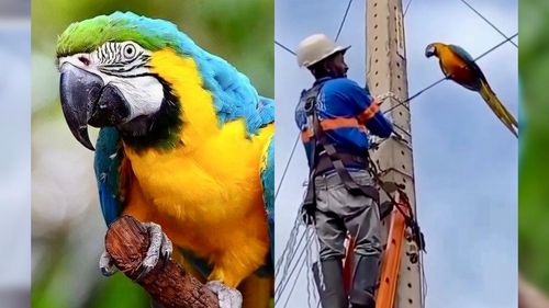 Amor a Primeira Vista: Eletricista só queria trabalhar... e ganhou uma ajudante especial!