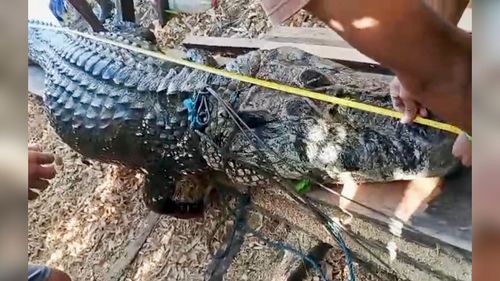 Na Amazônia: Jacaré de quase 3 metros é capturado em comunidade ribeirinha