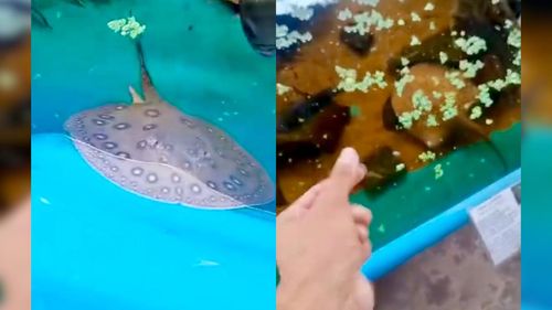 Ciúmes na Piscina: Arraia reconhece cuidador pela voz