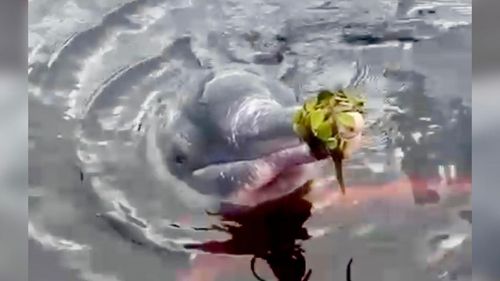 Romance à Vista?: Boto sedutor aposta em plantas aquáticas para conquistar a crush