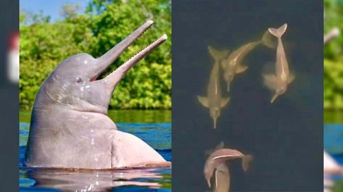 Só Love?: Drone flagra interação curiosa entre botos da Amazônia 