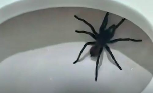 Visita Inesperada!: Mulher levanta de madrugada e encontra “surpresa” no vaso