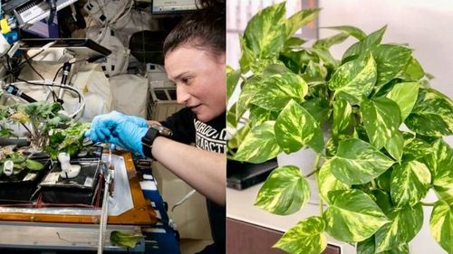 Jiboia Milagrosa?: Plantinha pode remover substância cancerígena do ar