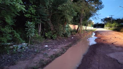 Macapá: Animais são abandonados em ramal ao lado de hospital veterinário