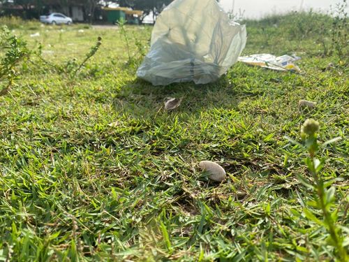 Praça Beira Rio: Cachorros sem donos  incomodam frequentadores