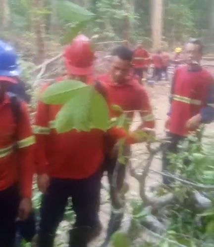 Trabalhador morre na hora após ser atingido por árvore