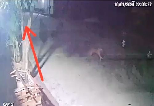 Macapá: Moradores do Jardim Caranã flagram onça pelas ruas