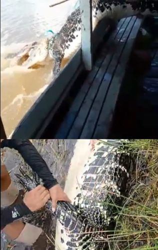 Checamos: Vídeos de jacarés que viralizaram no Amapá são casos distintos